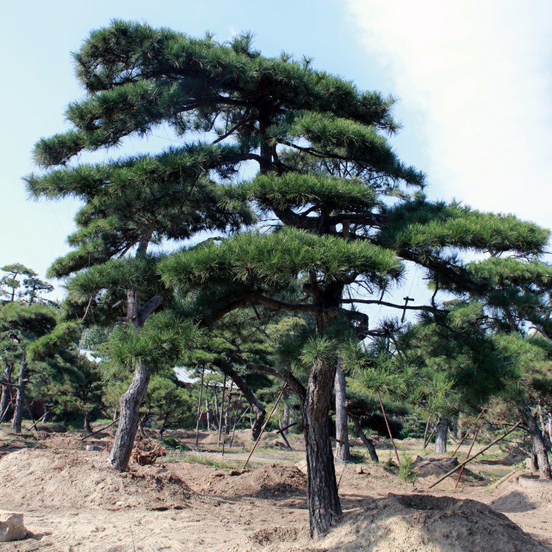 泰安专业造型松，主营造型黑松油松景观松各类绿化苗木