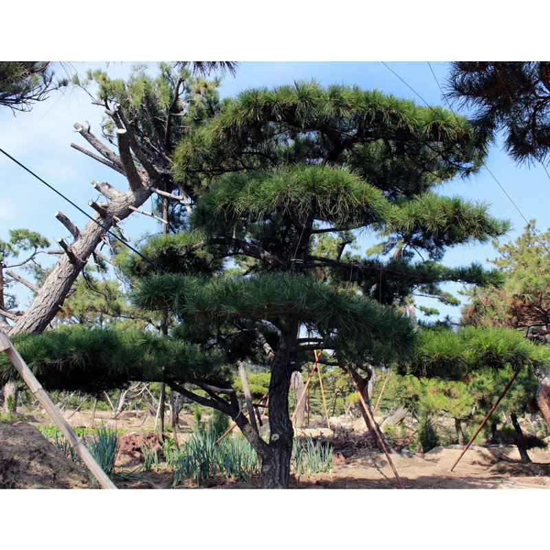 泰安专业造型松，主营造型黑松油松景观松各类绿化苗木