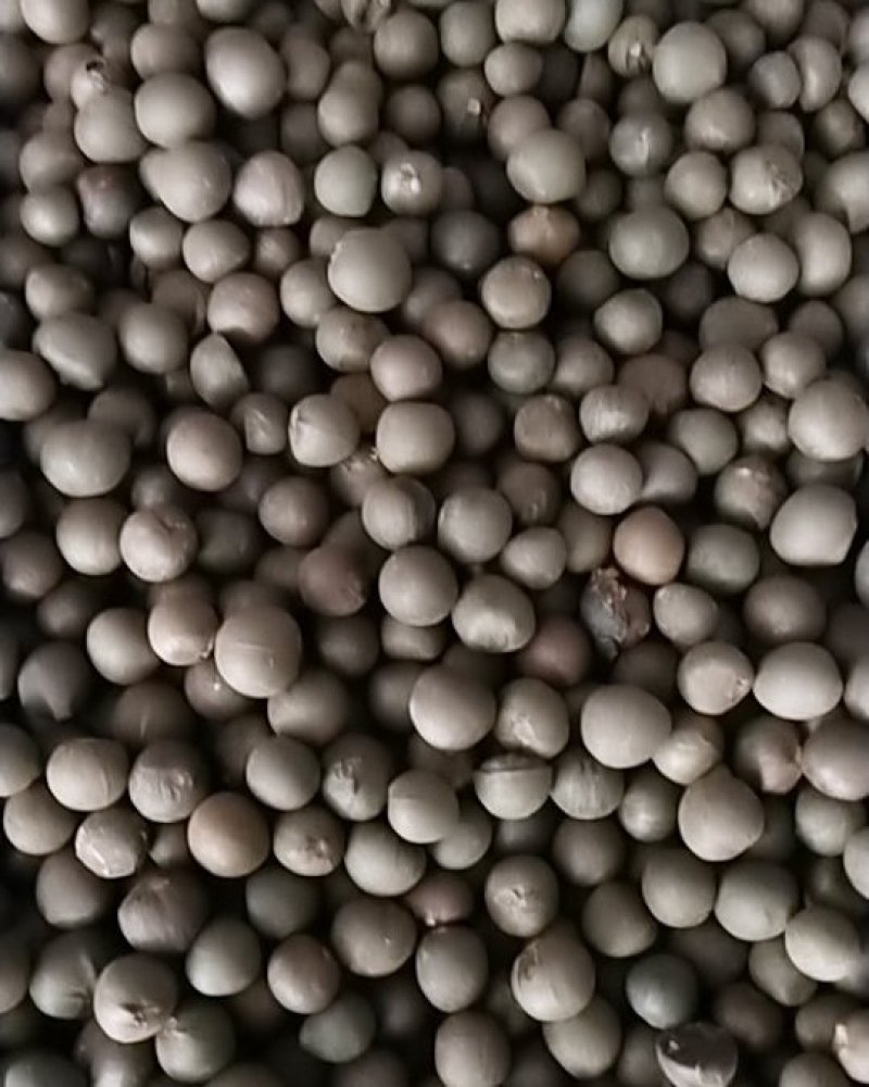 鸠坑春茶种子，龙井茶种子鄂茶种子浙农117茶叶种子乌牛早