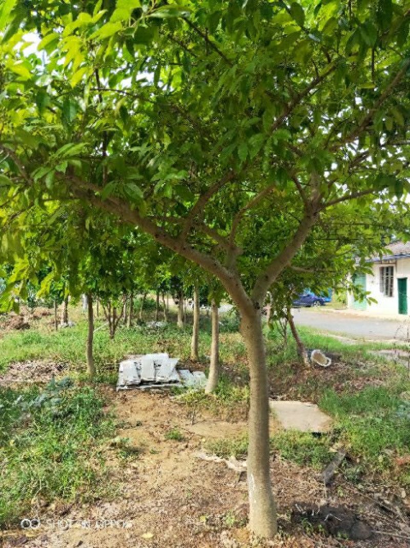 杨梅红果冬青低价处理