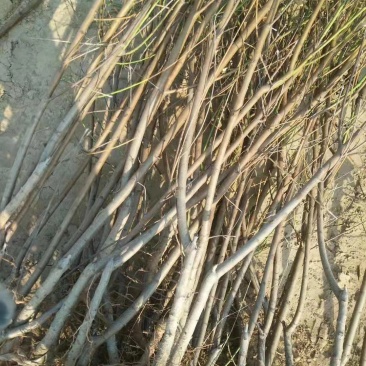 山东沂蒙山黄桃树苗，品种齐全，各种蟠桃系列，红黄桃系列最