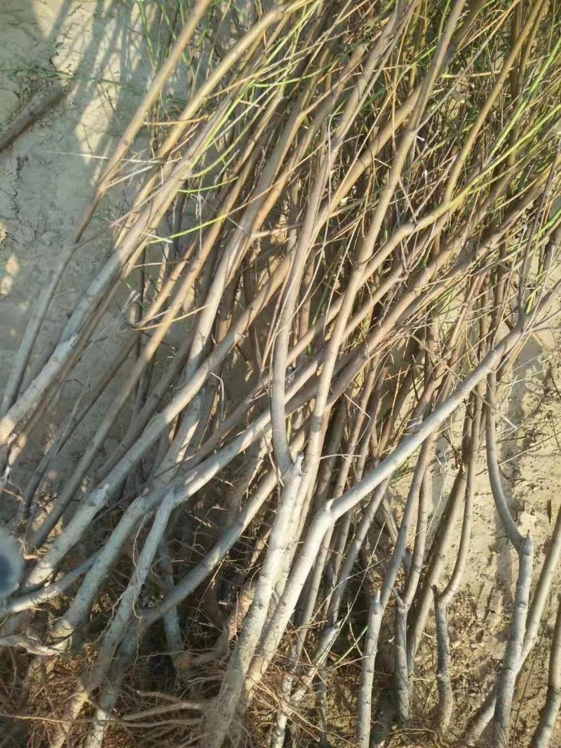 山东沂蒙山黄桃树苗，品种齐全，各种蟠桃系列，红黄桃系列最