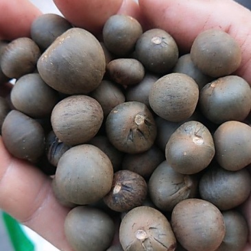 鸠坑春茶种子，龙井茶种子鄂茶种子浙农117茶叶种子乌牛早