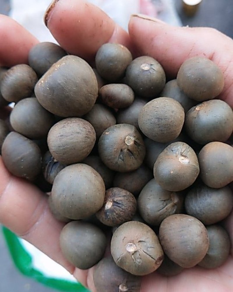 鸠坑春茶种子，龙井茶种子鄂茶种子浙农117茶叶种子乌牛早