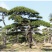 苗圃常年供应造型黑松油松根系旺盛迎客松易成活松树