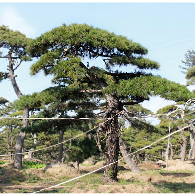苗圃常年供应造型黑松油松根系旺盛迎客松易成活松树