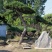 苗圃常年供应造型黑松油松根系旺盛迎客松易成活松树
