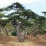 苗圃常年供应造型黑松油松根系旺盛迎客松易成活松树
