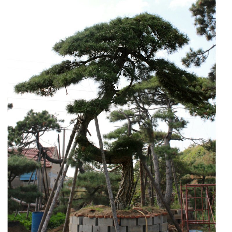 苗圃常年供应造型黑松油松根系旺盛迎客松易成活松树