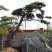 苗圃常年供应造型黑松油松根系旺盛迎客松易成活松树