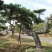 苗圃常年供应造型黑松油松根系旺盛迎客松易成活松树