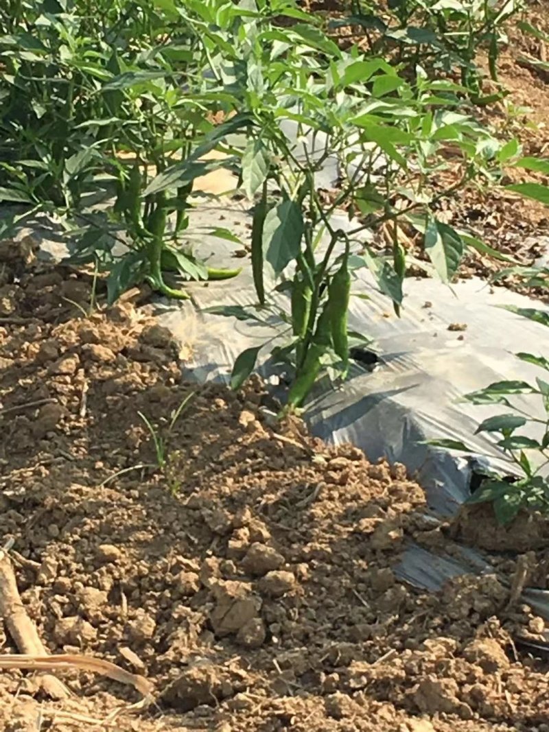 菜椒