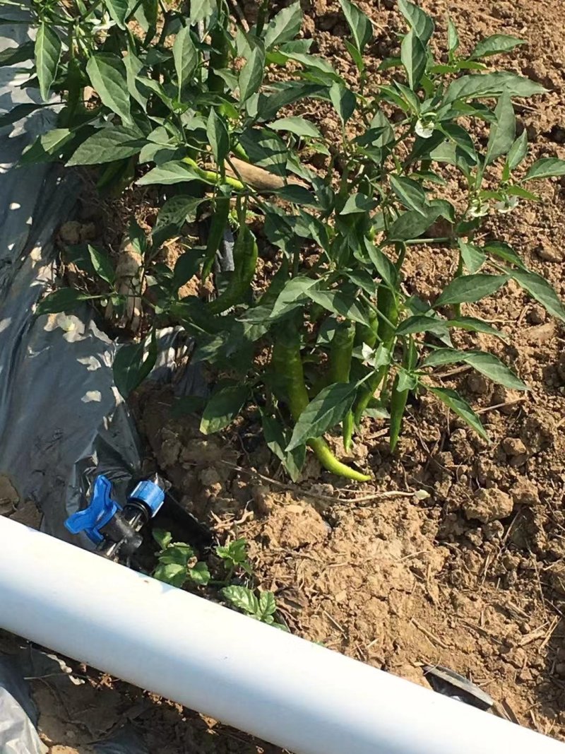 菜椒
