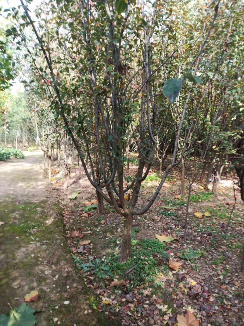 木瓜海棠，低分之点，冠形宽，树形好，部分树腾地处理