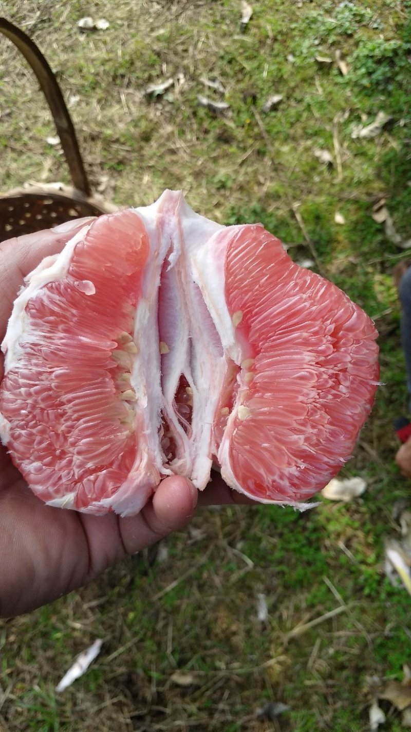 三红蜜柚，雪峰蜜橘，自家果园自产红柚，不木不柴，水分充足