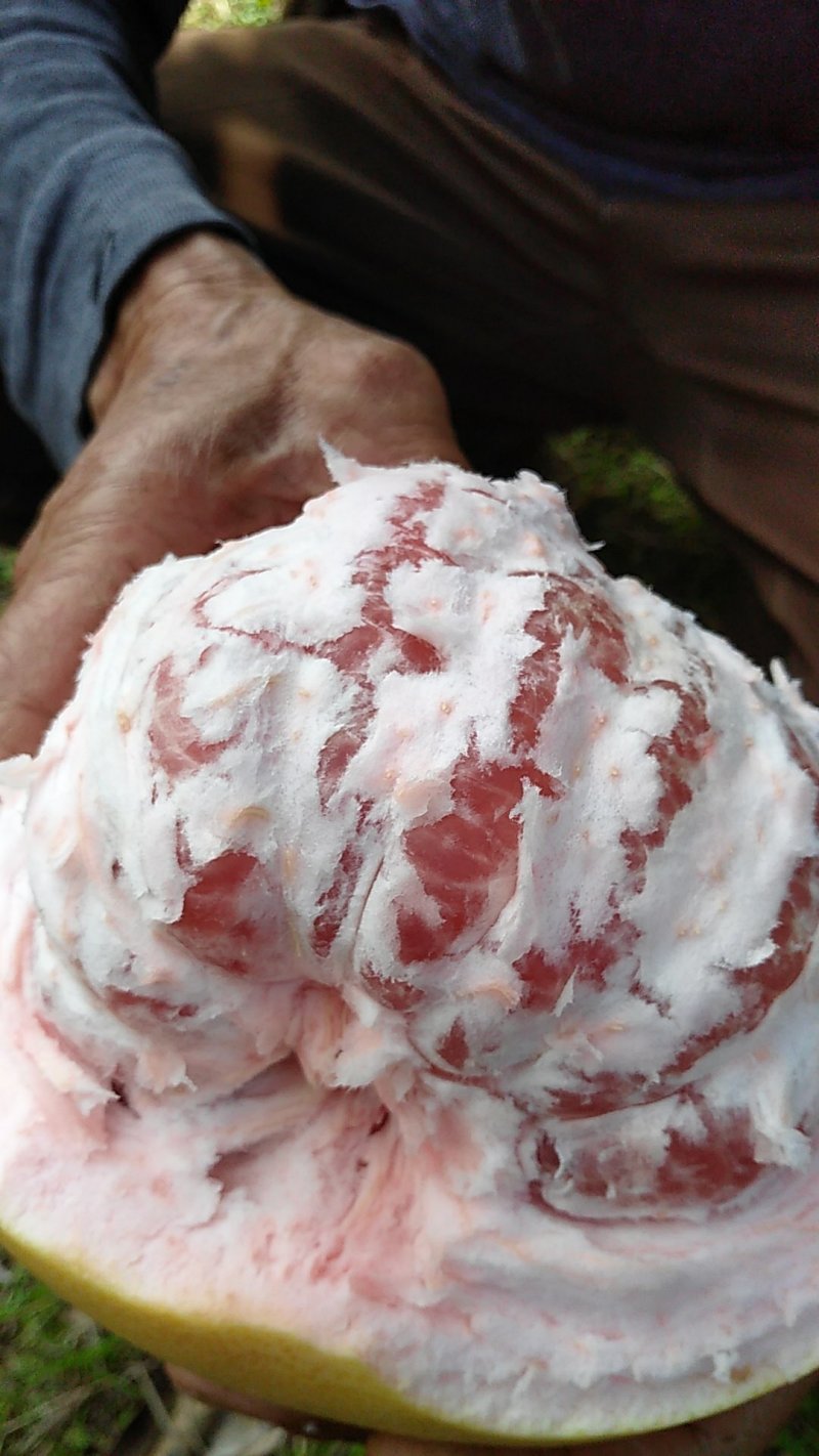 三红蜜柚，雪峰蜜橘，自家果园自产红柚，不木不柴，水分充足
