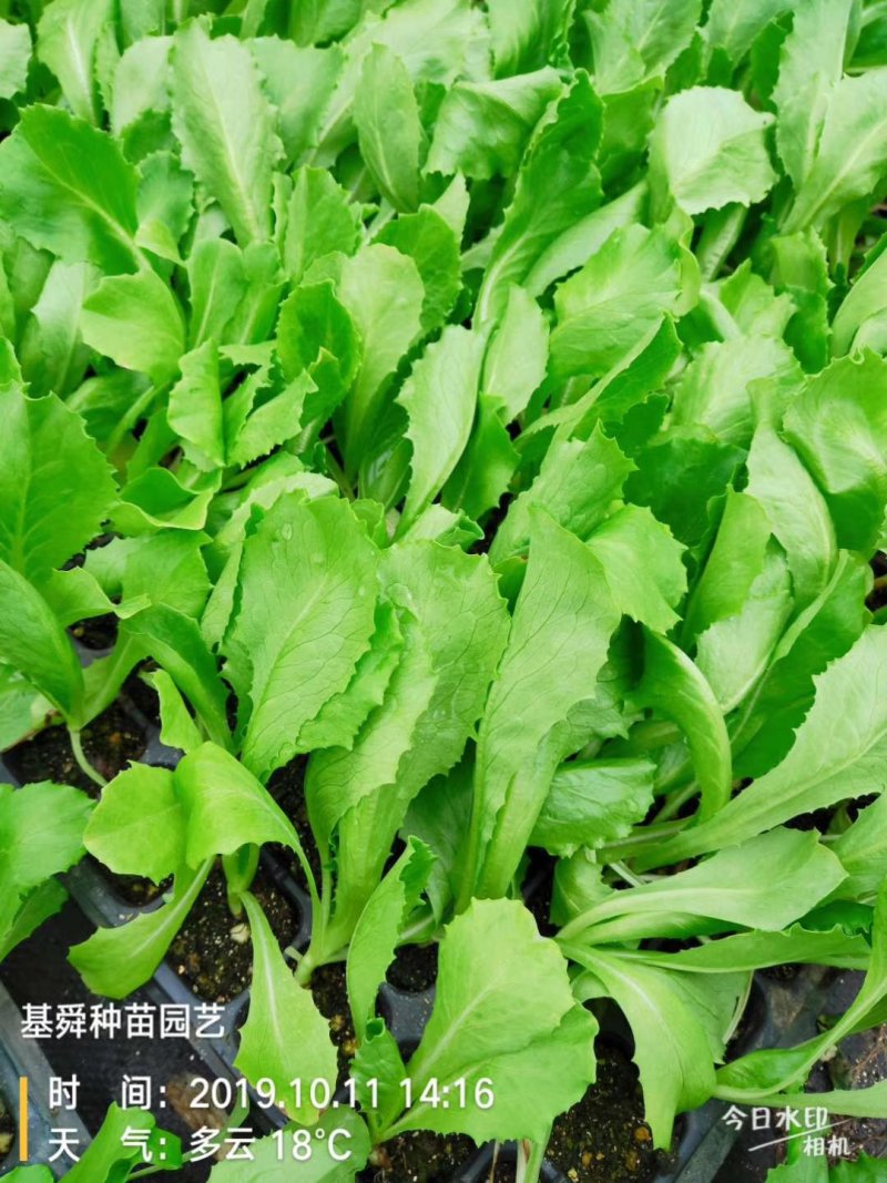 生菜苗美国大速生，时代舞裙，意大利生菜，结球生菜苗