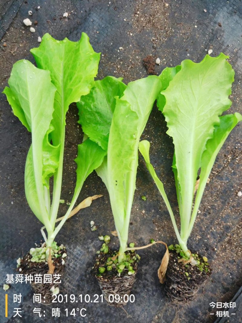 生菜苗美国大速生，时代舞裙，意大利生菜，结球生菜苗