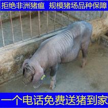 本地大型种猪场精选纯种母猪二花脸母猪货到付款免费