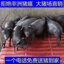 大型种猪场直销纯种苏太猪种猪苗免费货到付款