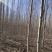 辽宁开原银中杨工程苗繁育基地规格齐全价格合理量大优惠