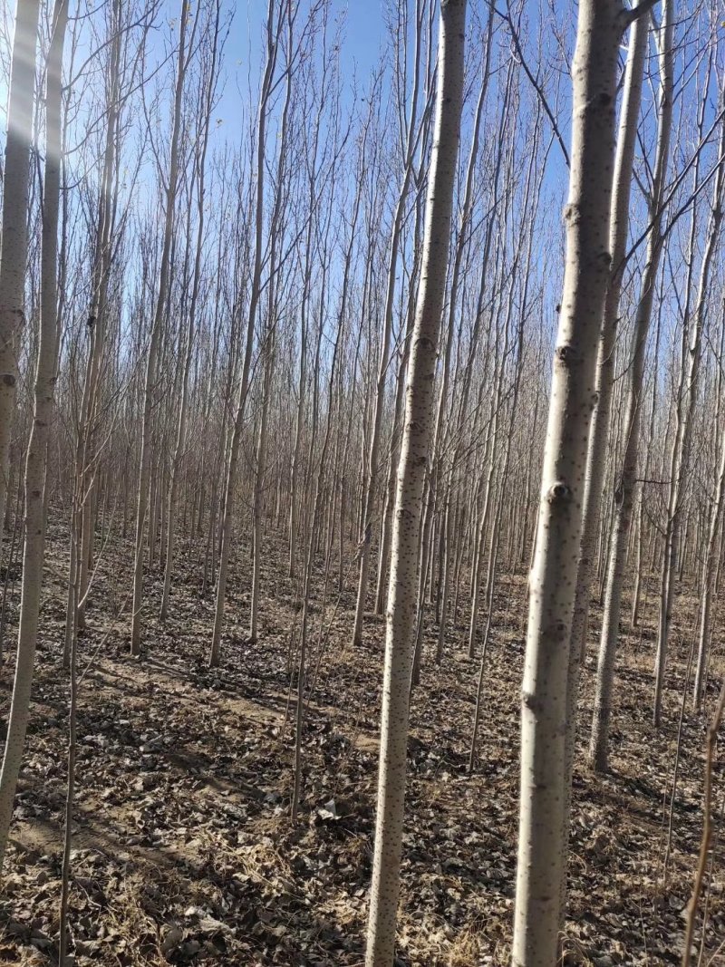 辽宁开原银中杨工程苗繁育基地规格齐全价格合理量大优惠