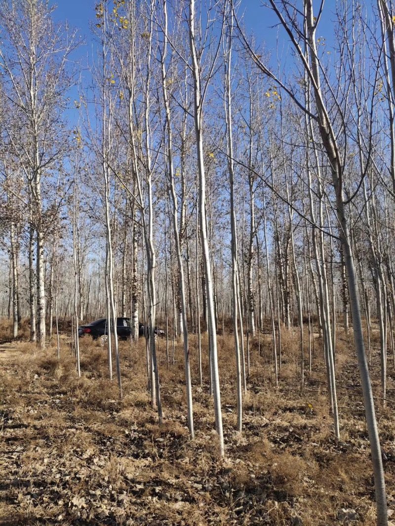 辽宁开原银中杨工程苗繁育基地规格齐全价格合理量大优惠
