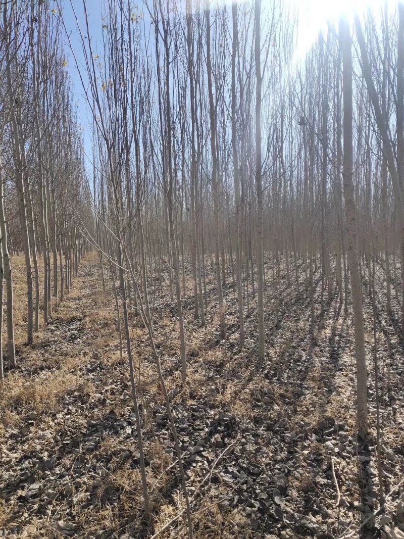 辽宁开原银中杨工程苗繁育基地规格齐全价格合理量大优惠