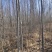 辽宁开原银中杨工程苗繁育基地规格齐全价格合理量大优惠
