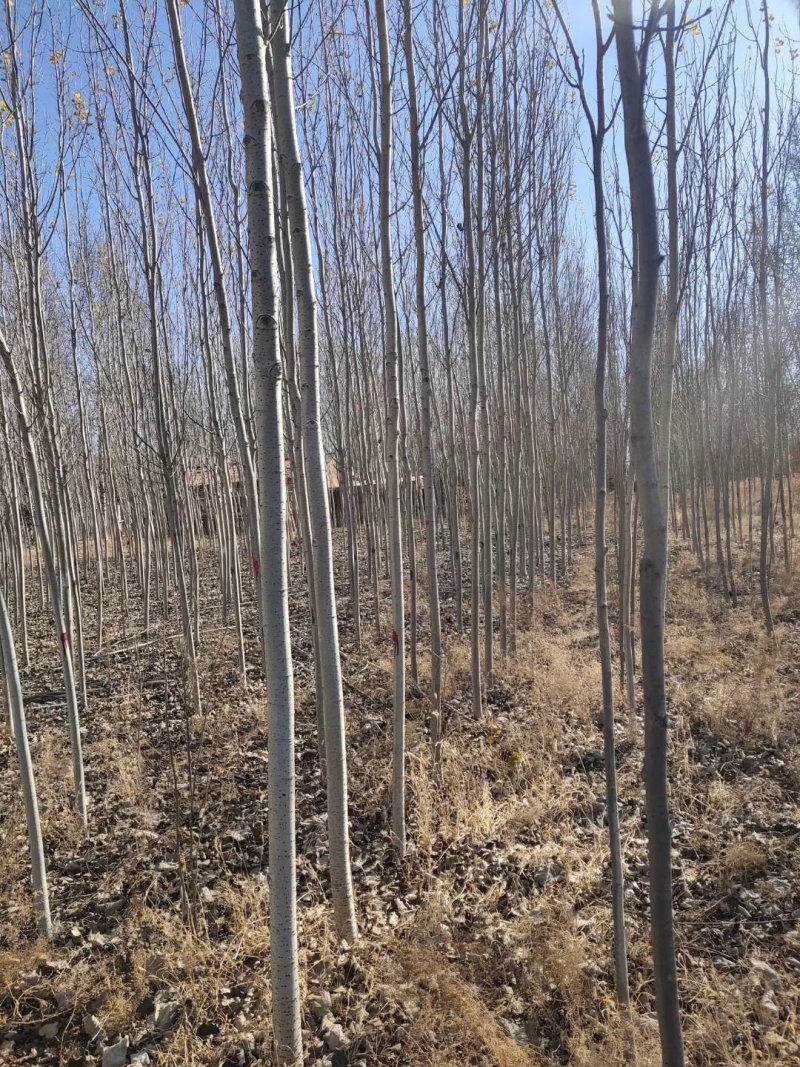 辽宁开原银中杨工程苗繁育基地规格齐全价格合理量大优惠