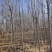 辽宁开原银中杨工程苗繁育基地规格齐全价格合理量大优惠