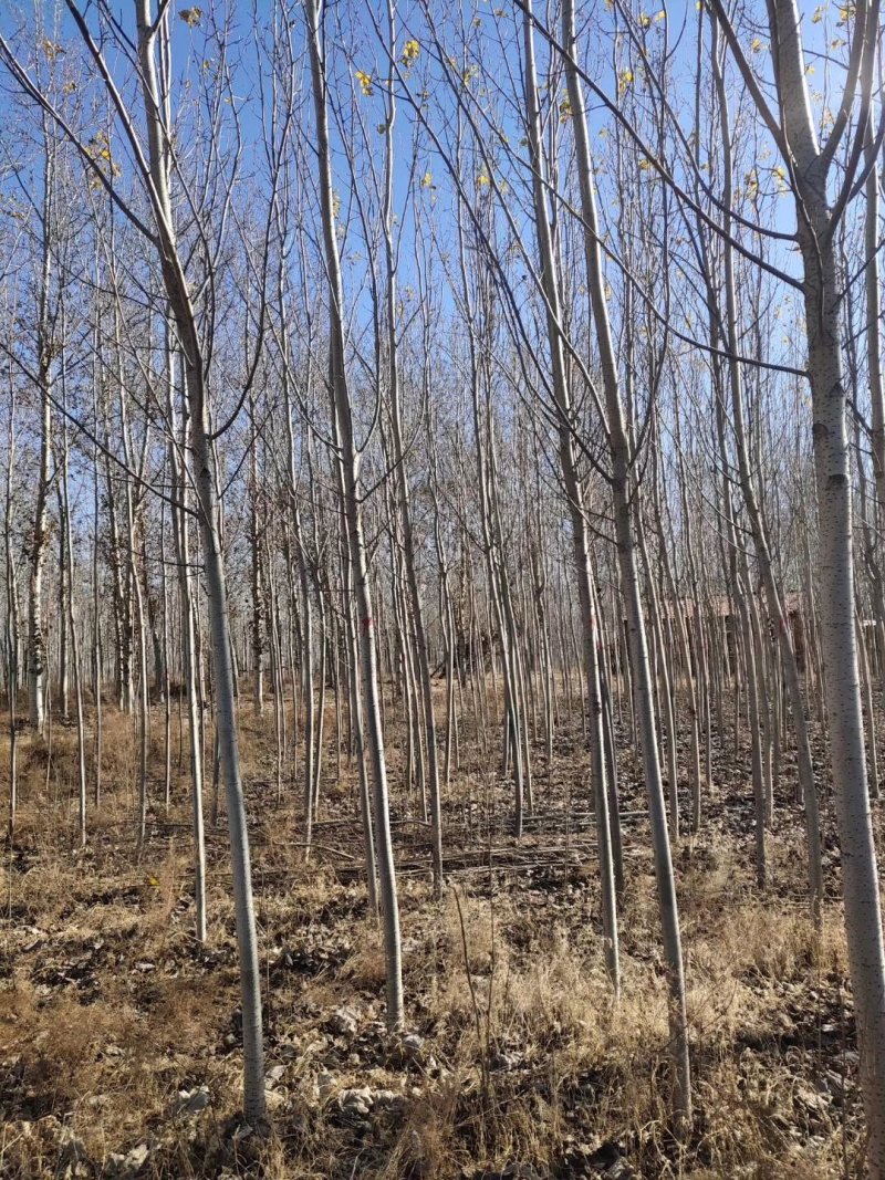 辽宁开原银中杨工程苗繁育基地规格齐全价格合理量大优惠