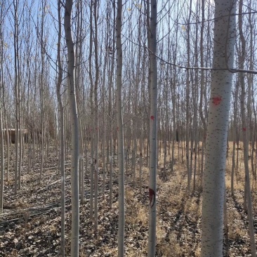 辽宁开原银中杨工程苗繁育基地规格齐全价格合理量大优惠