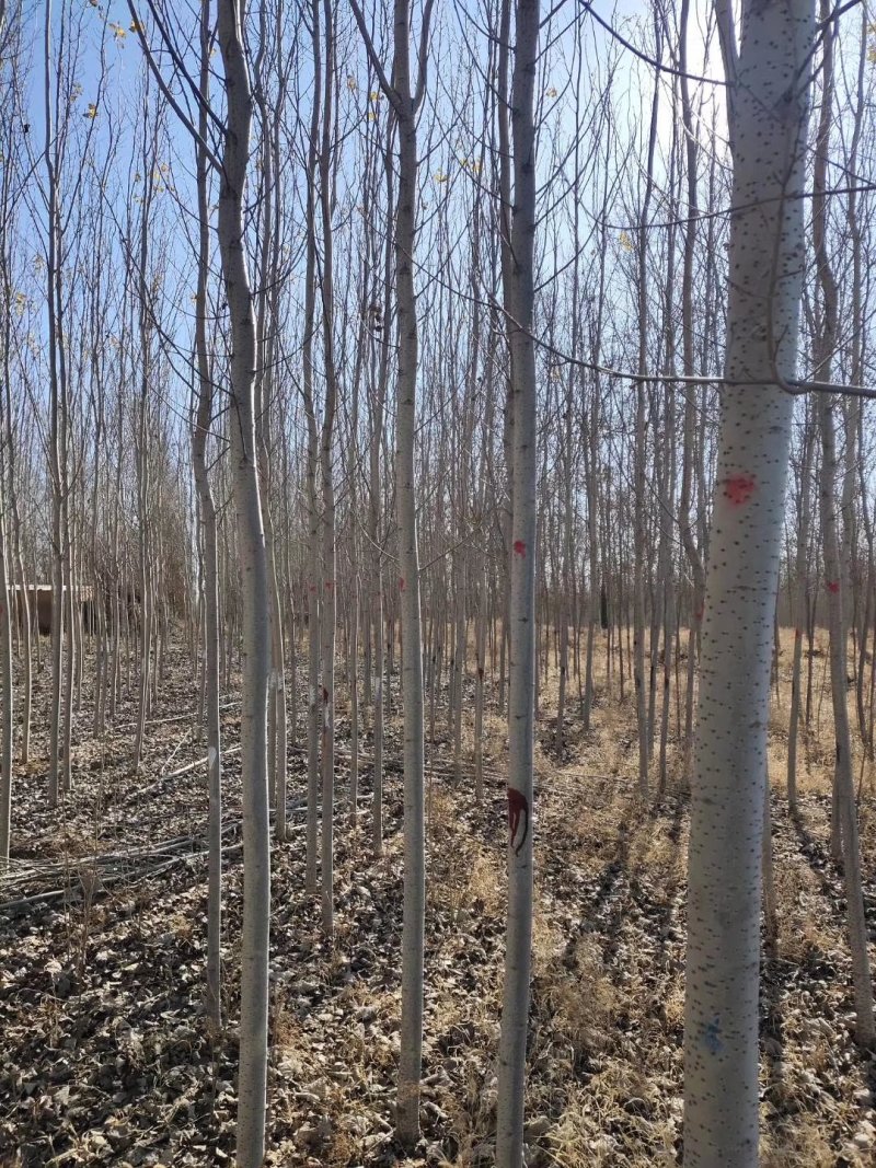 辽宁开原银中杨工程苗繁育基地规格齐全价格合理量大优惠