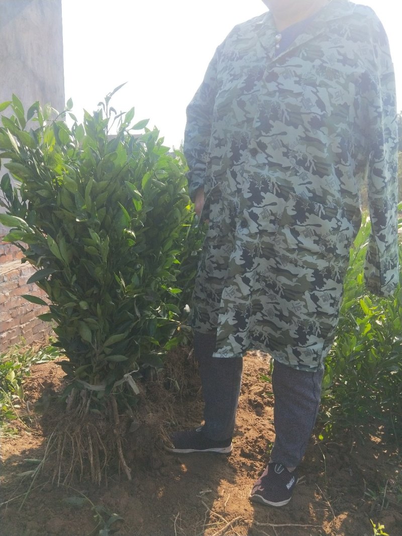 春见耙耙柑明日见两年苗