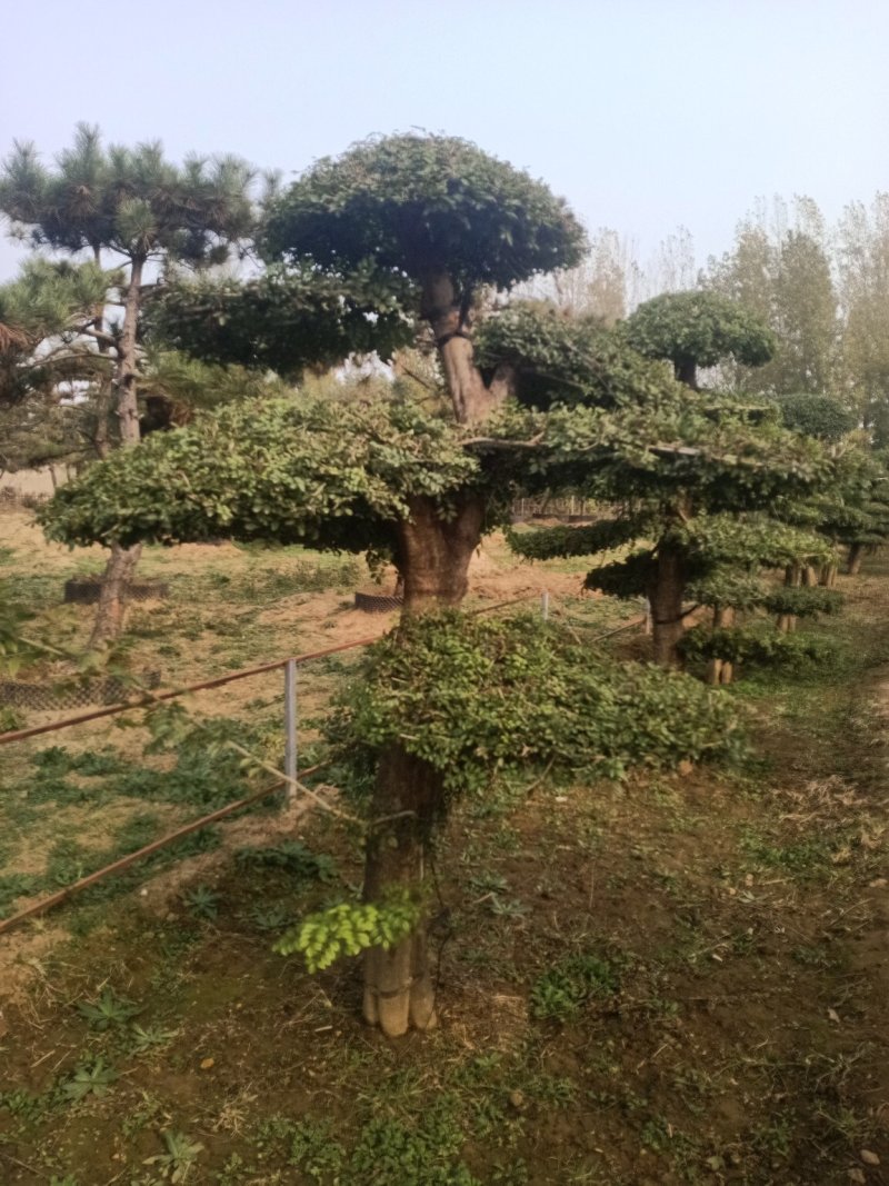 对节白蜡造型树，树型优美，存货量大，规格齐全
