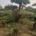 对节白蜡造型树，树型优美，存货量大，规格齐全