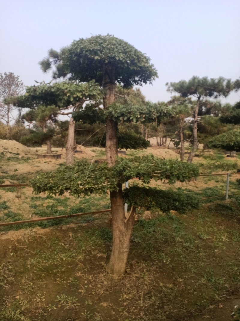 对节白蜡造型树，树型优美，存货量大，规格齐全