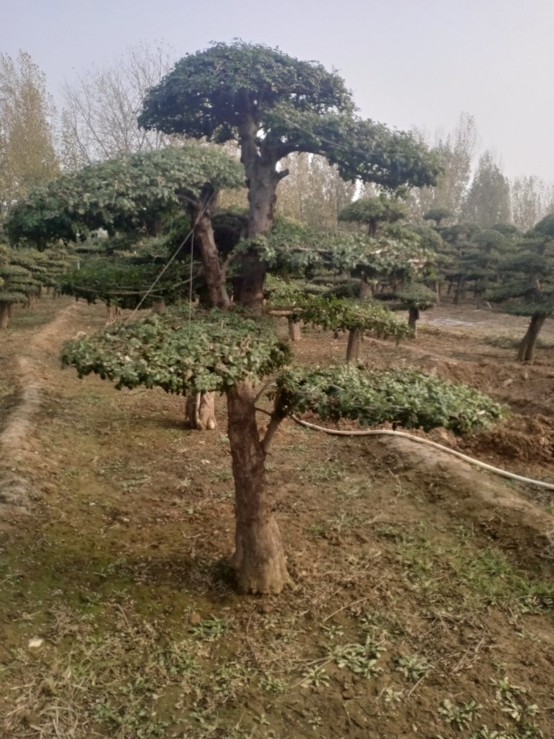 对节白蜡造型树，树型优美，存货量大，规格齐全