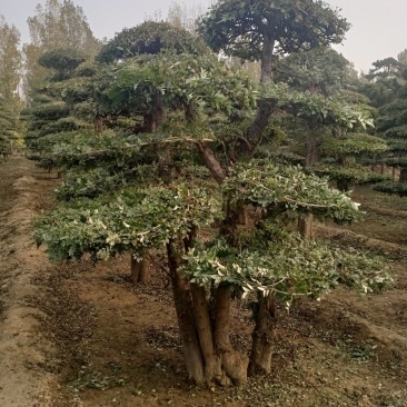 对节白蜡造型树，树型优美，存货量大，规格齐全