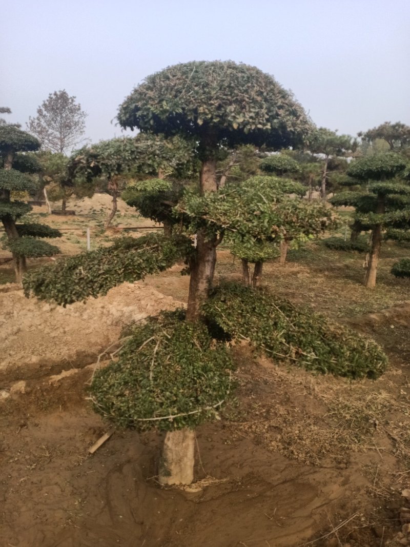 对节白蜡造型树，树型优美，存货量大，规格齐全