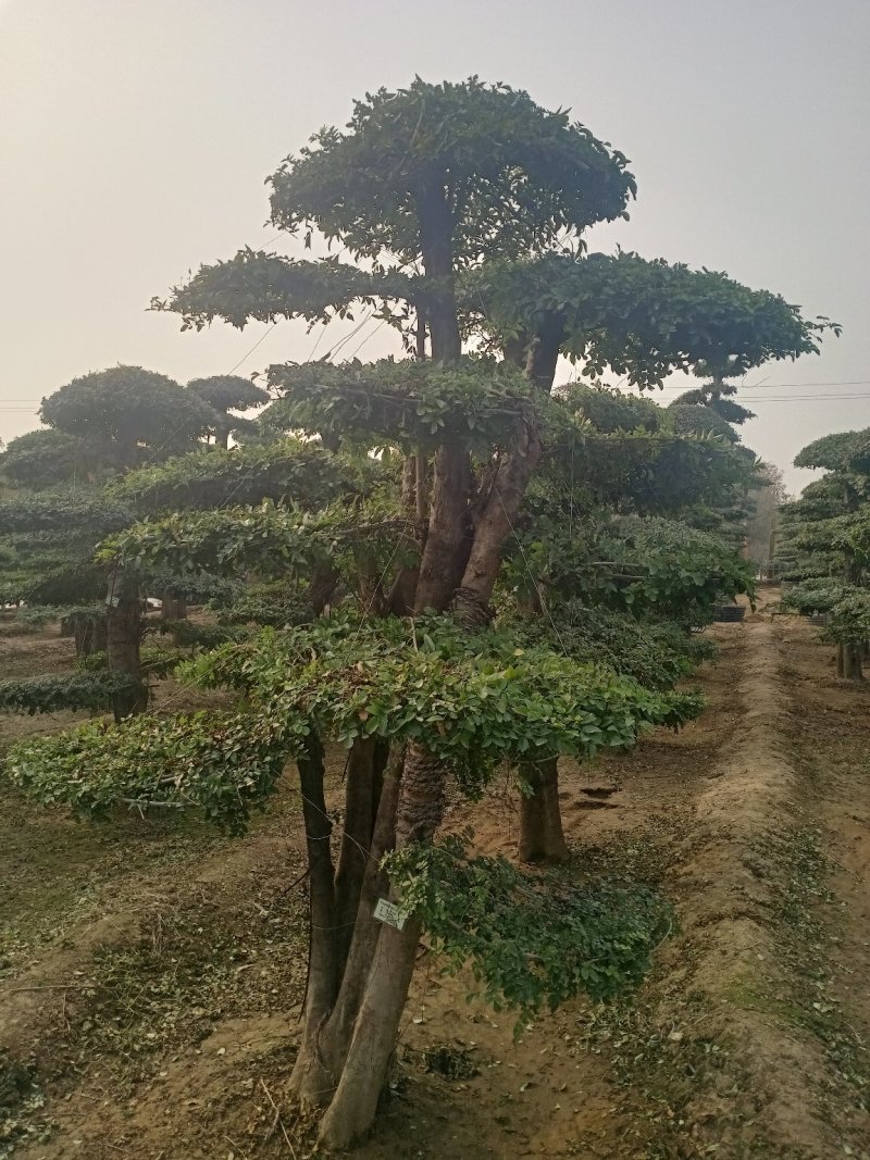 对节白蜡造型树，树型优美，存货量大，规格齐全