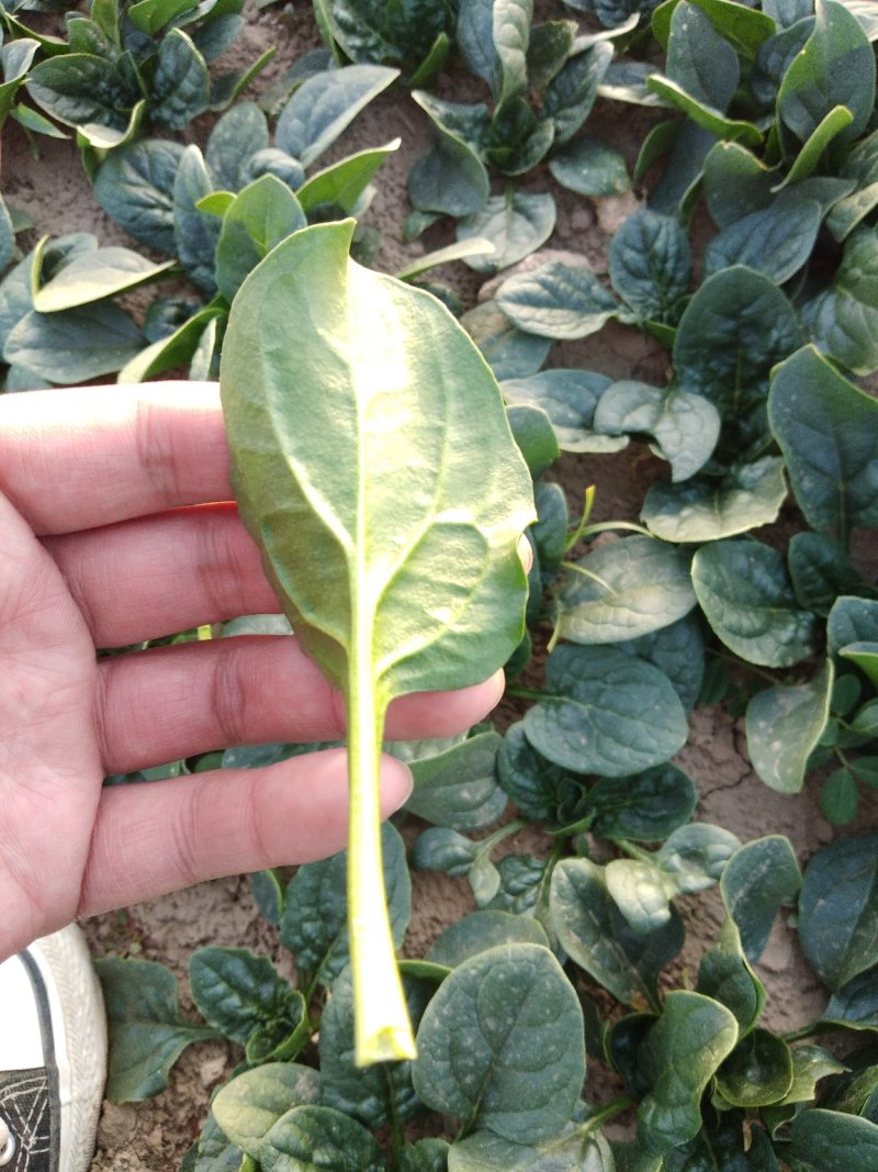地沃，小菠菜圆叶基地直发