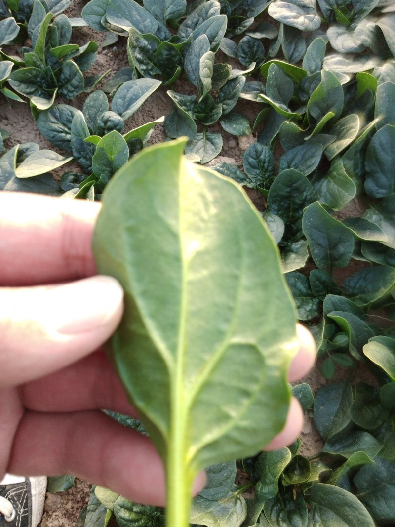 地沃，小菠菜圆叶基地直发
