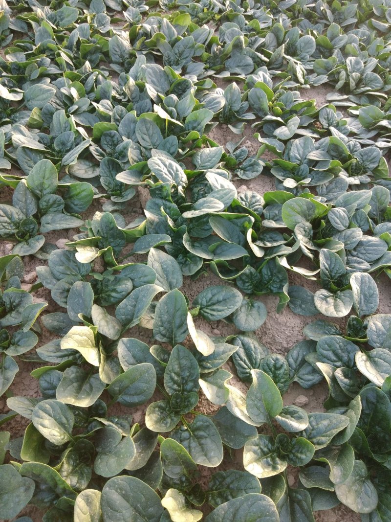 地沃，小菠菜圆叶基地直发