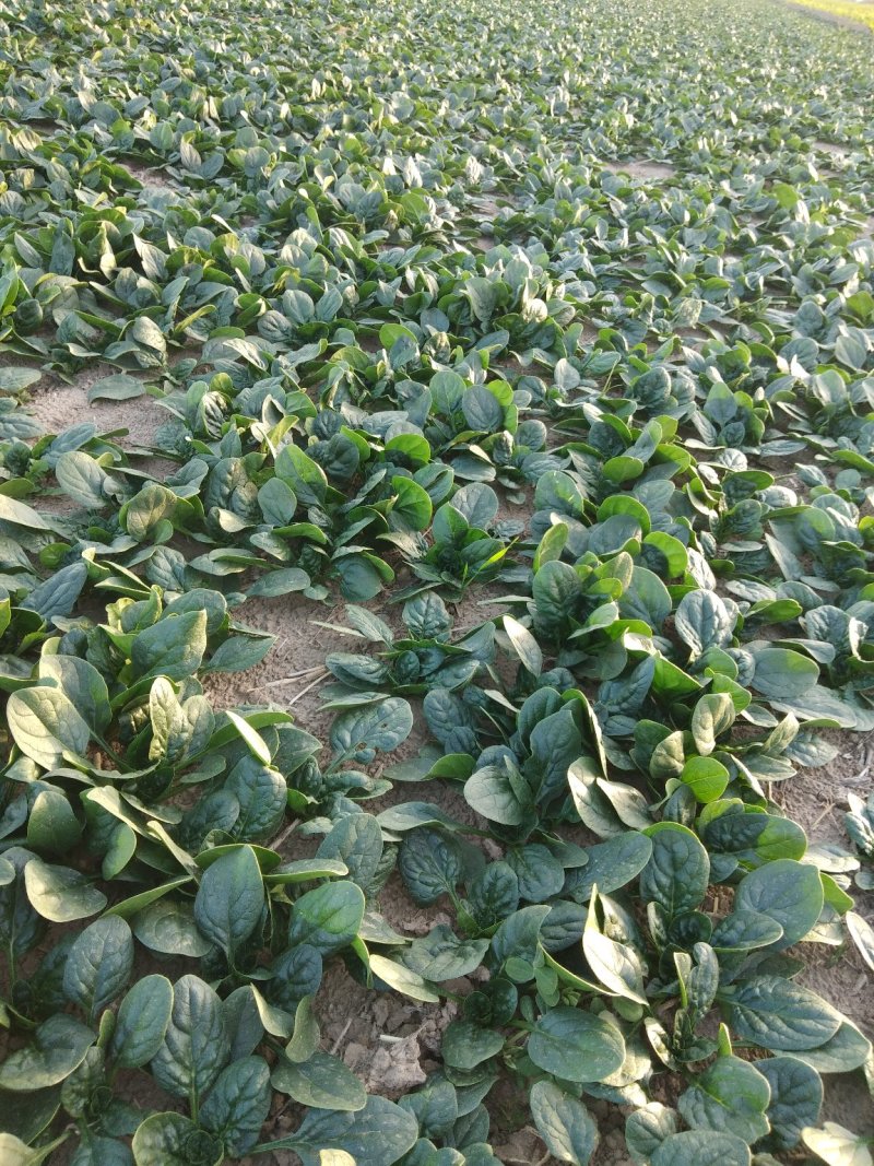 地沃，小菠菜圆叶基地直发