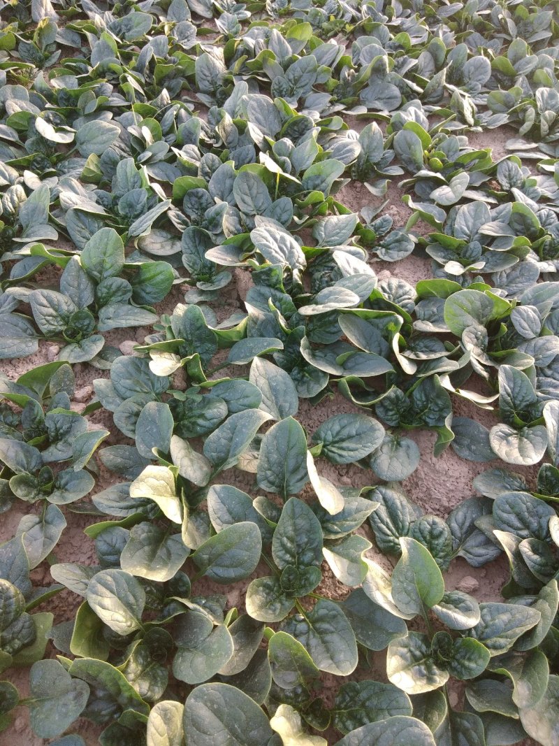 地沃，小菠菜圆叶基地直发