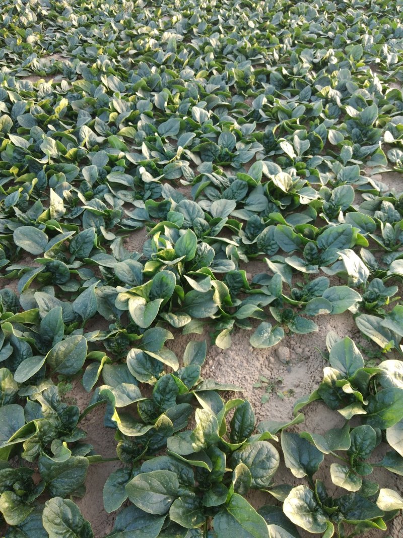 地沃，小菠菜圆叶基地直发