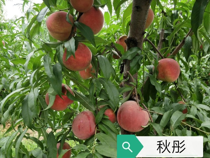 秋彤桃苗晚熟个大脆甜基地发货保湿邮寄提供技术
