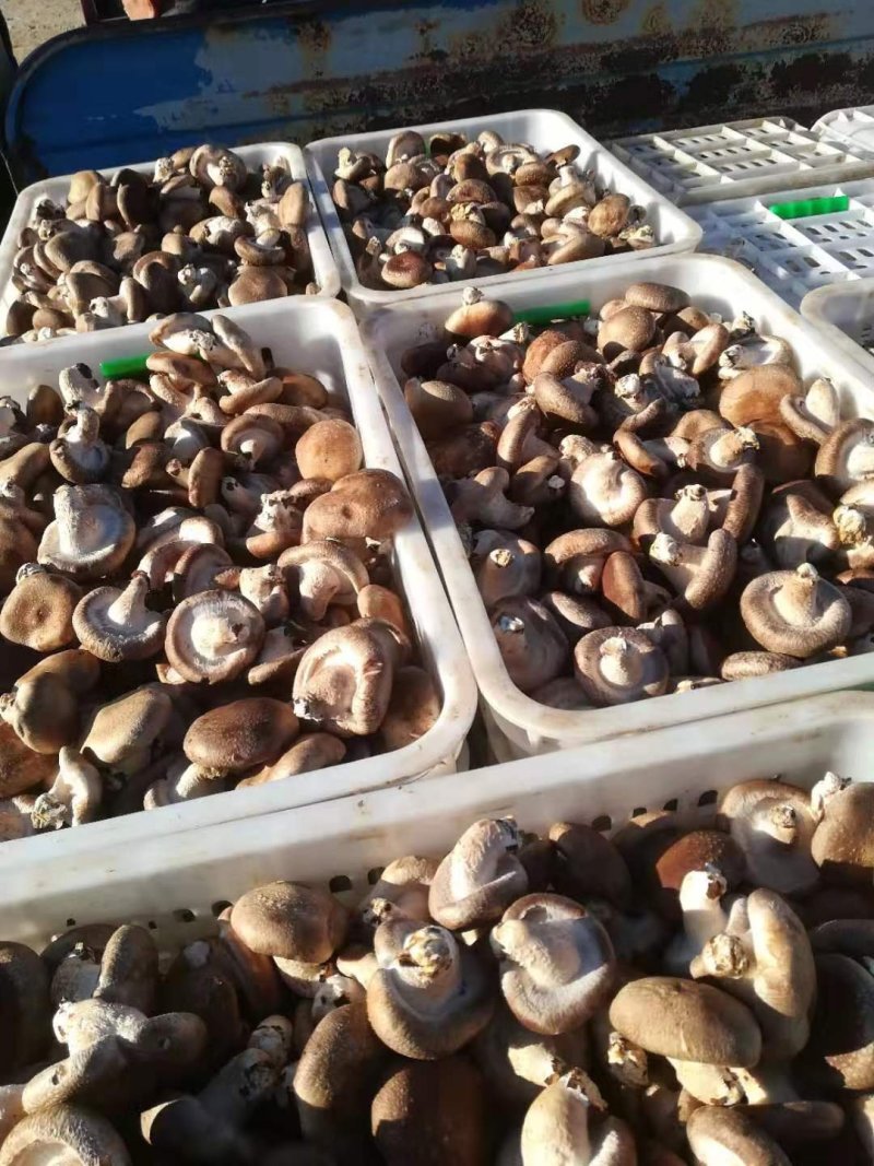鲜香菇